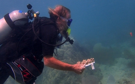 Saving the ocean's coral reefs